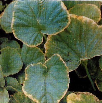 잎에 나타난 증상