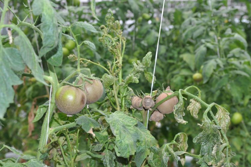 잎과 과실의 피해