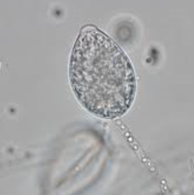 유주포자낭( P. citrophthora)