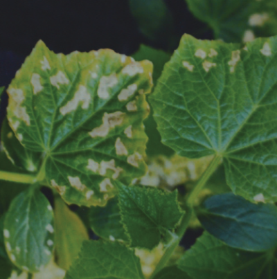 육묘 시 결핍 증상