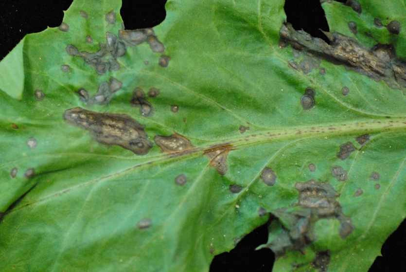 중기 갈색점무늬 확산