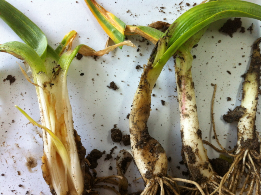 지제부 내부 갈변