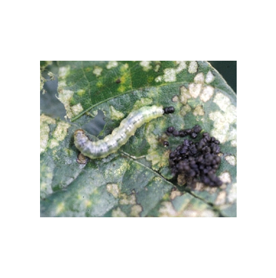 콩잎말이명나방 성충