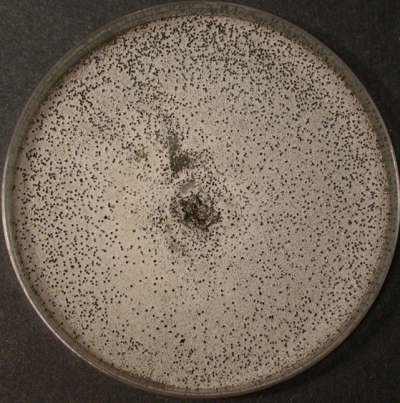 배지에 형성된 균핵