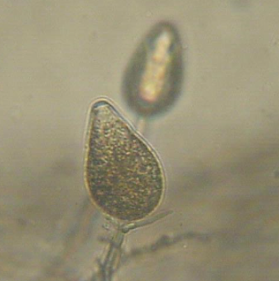 병원균(유주자낭)