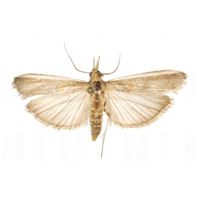 팥알락명나방 성충