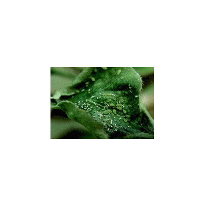 날개 없는 성충