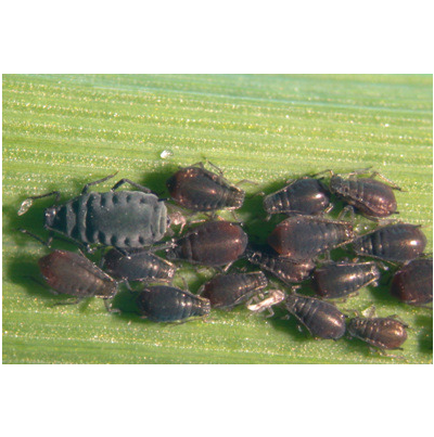 기장테두리진딧물 무시충