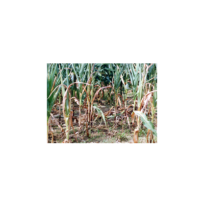 뿌리썩음병 병든 포기