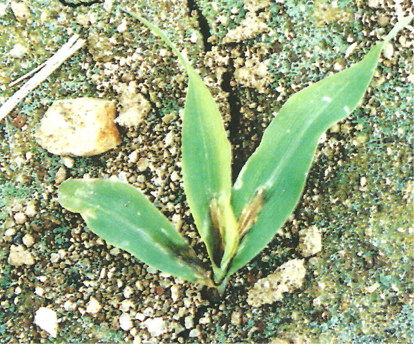 옥수수 모잘록병 병든 포기