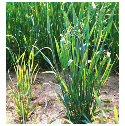 보리 황화왜화병 피해 증상 1