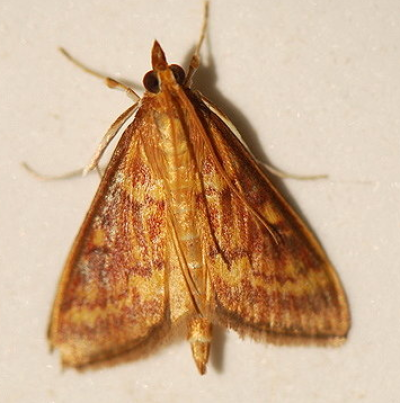 조명나방 성충 수컷