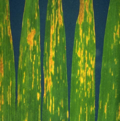 보리 세균성줄무늬병 잎 병징