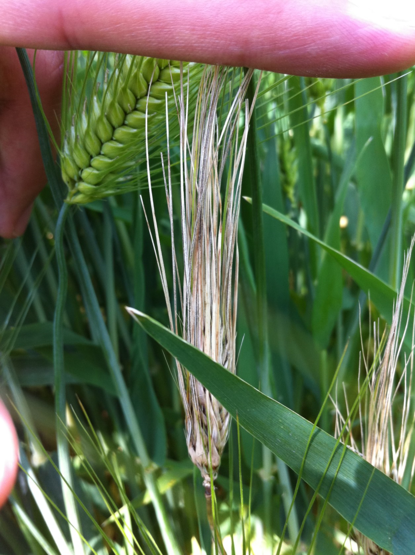 보리 줄무늬병 이삭 병징