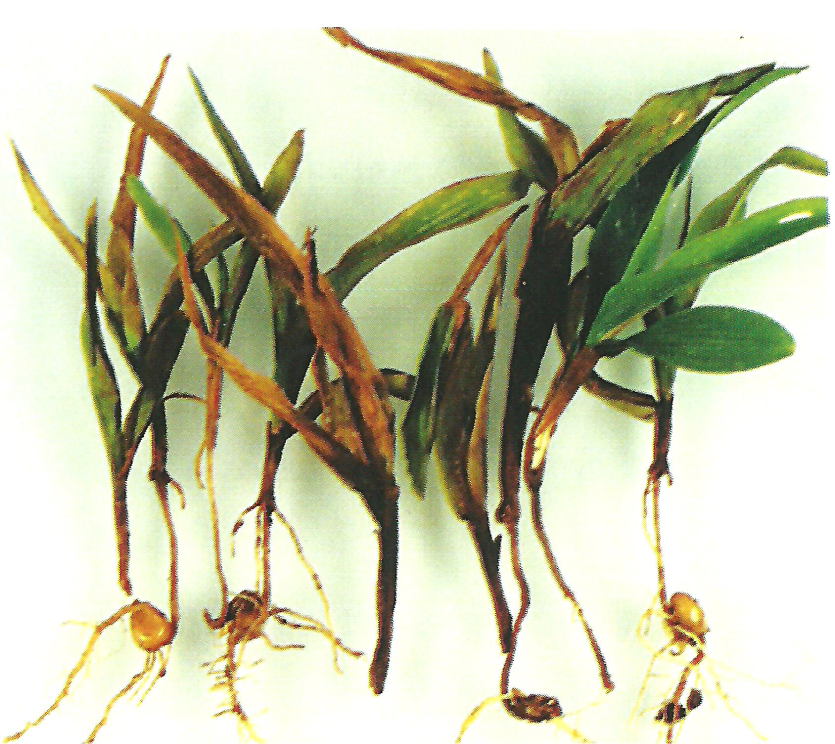 옥수수 모잘록병 발병묘