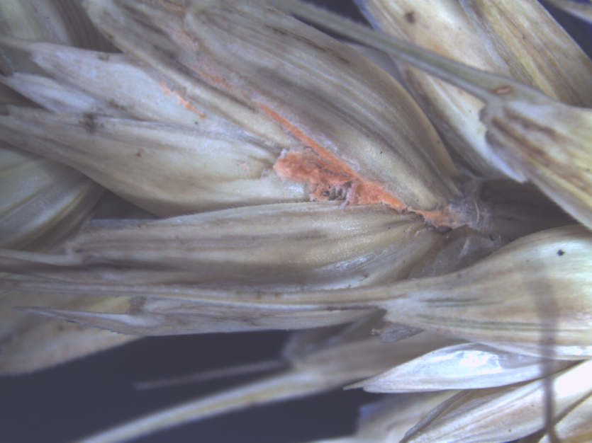 보리 붉은곰팡이병 씨알 껍질의 분생포자 덩어리