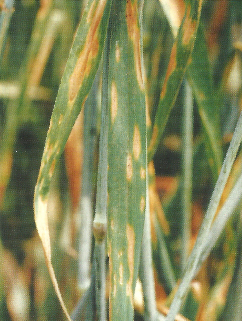 보리 점무늬병 호밀 증상