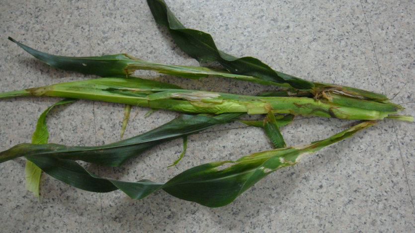 세균줄기썩음병 피해 증상 4