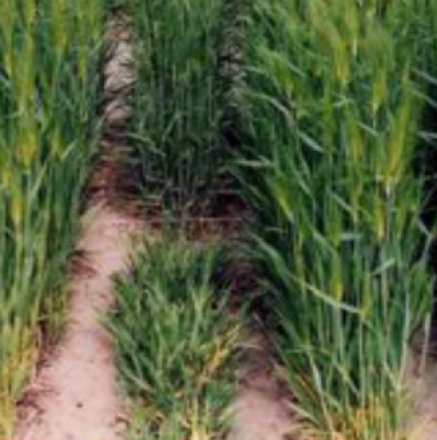 보리 누른모자이크병 피해 증상