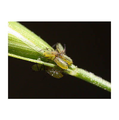 보리수염진딧물 무시 성충