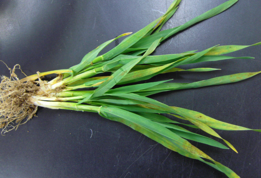 보리 누른모자이크병 피해 증상 2