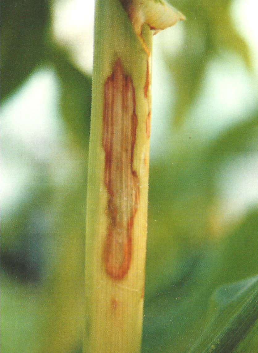 잎집점무늬병 후기 증상