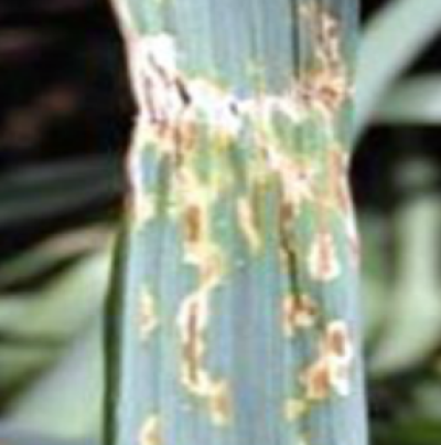 보리 세균성반점마름병 귀리 병징