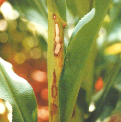 잎집점무늬병 초기 증상