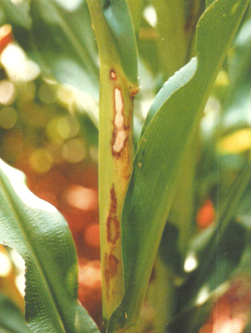 잎집점무늬병 초기 증상