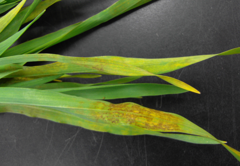 보리 누른모자이크병 피해 증상 4