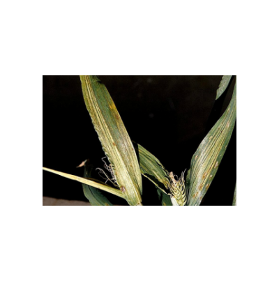 보리 북지모자이크병 잎 증상