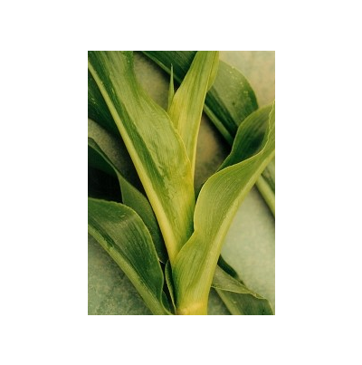 옥수수 검은줄오갈병 잎 증상